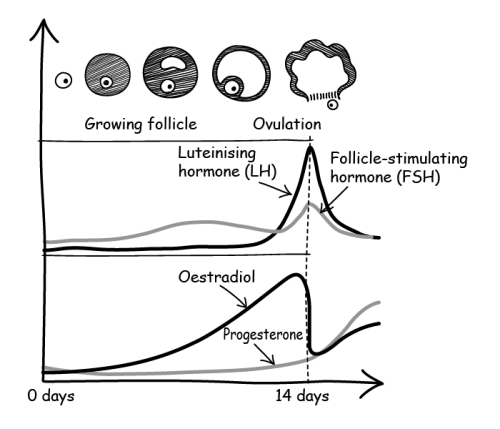 Menstrual cycle diagram showing FSH levels