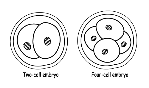 Two-cell and four-cell embryos