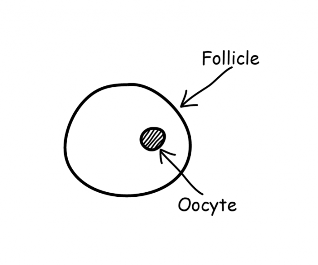 Follicle and oocyte