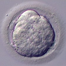 Day 4 embryo