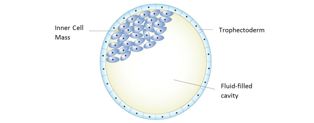 Day 5 blastocyst: inner cell mass, blastocoel and trophectoderm