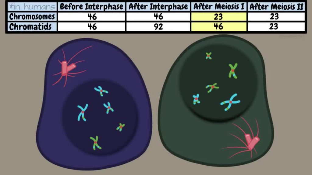 Meiosis Stage 1 – part 2