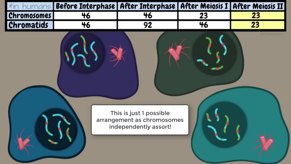 Meiosis Stage 2 – part 2