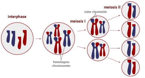 Meiosis from start to finish
